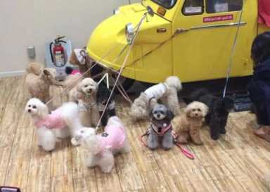 另类宠物店创业方案(宠物店创业项目)插图5 另类宠物店创业方案(宠物店创业项目)