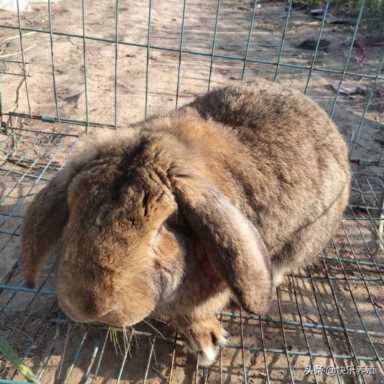 兔子多少钱一斤?兔价下跌的原因插图1 兔子多少钱一斤?兔价下跌的原因