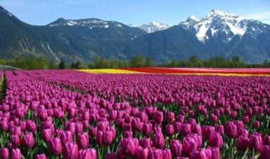 荷兰农业效率是中国的1000倍 荷兰农业插图3 荷兰农业效率是中国的1000倍 荷兰农业