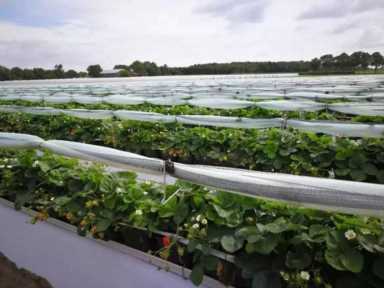 荷兰农业效率是中国的1000倍 荷兰农业插图11 荷兰农业效率是中国的1000倍 荷兰农业