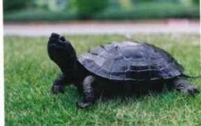 家里不得养的十大凶龟，养乌龟有哪些风水禁忌