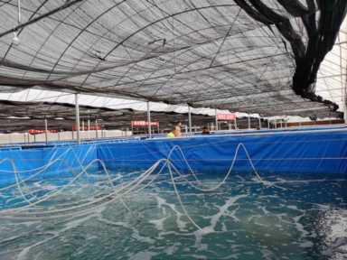 大棚养虾需要什么技术什么条件？赚钱吗？