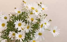 行政管理论文题目 行政管理论文选题方向