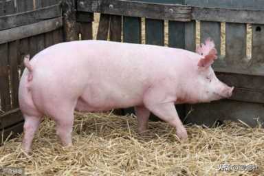 养殖业发展前景，未来养殖业潜力巨大