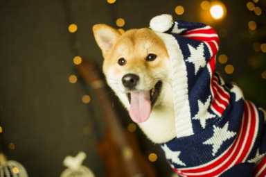 好养的宠物猫好养的宠物，五种适合懒人喂养的宠物