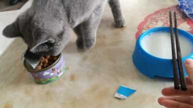 猫咪体检一套下来多少钱?猫几岁开始需要体检