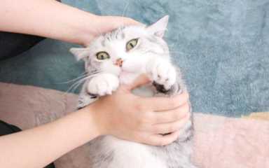 猫咪体检一套下来多少钱?猫几岁开始需要体检