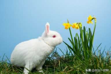 小本创业项目大全 小本创业好项目插图1 小本创业项目大全 小本创业好项目