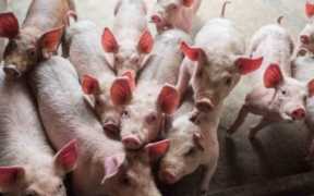 养猪成本历史新高（养猪成本和利润）