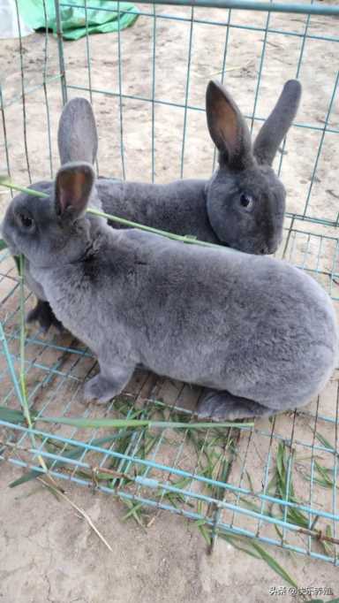 兔子多少钱一斤?兔价下跌的原因插图3 兔子多少钱一斤?兔价下跌的原因