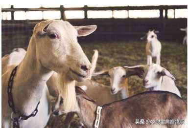肉羊养殖利润（肉羊养殖利润有多大）
