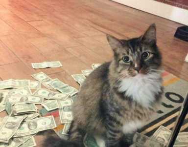 猫咪体检一套下来多少钱?猫几岁开始需要体检