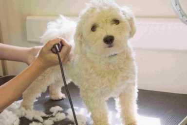 另类宠物店创业方案(宠物店创业项目)插图1 另类宠物店创业方案(宠物店创业项目)