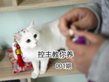 猫咪体检一套下来多少钱?猫几岁开始需要体检