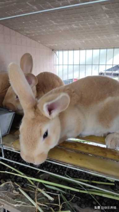 兔子多少钱一斤?兔价下跌的原因插图5 兔子多少钱一斤?兔价下跌的原因