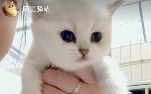 做淘宝主播到哪去应聘(想做淘宝主播怎么联系)