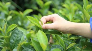 丰溪森林度假区，丰溪森林度假区景观休闲假期体验