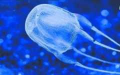 胆小勿入｜盘点那些可怕的海洋生物