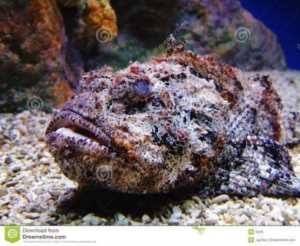 胆小勿入｜盘点那些可怕的海洋生物