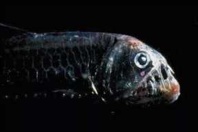 胆小勿入｜盘点那些可怕的海洋生物