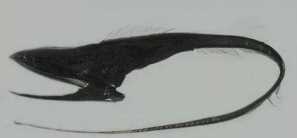 胆小勿入｜盘点那些可怕的海洋生物