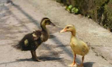 农村人想创业有什么好项目(适合在农村创业致富的项目)插图7 想赚钱的看过来,这八个赚钱小生意不可错过,请收藏