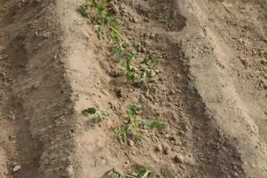 论产量，蔬菜土壤种植和无土栽培相比，哪个方法好？