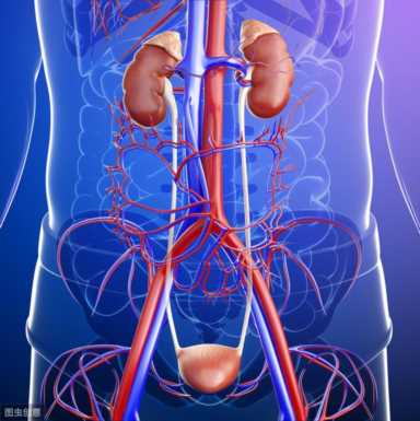 你知道自己泌尿系统的“上班流程”吗？看一下你就知道了