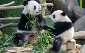 中国有几只大熊猫(中国有几只大熊猫2022)
