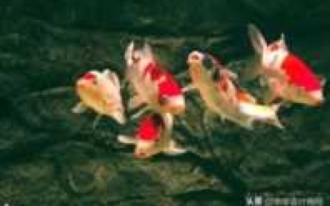 初快成绩查询(初快成绩查询一般是多久)