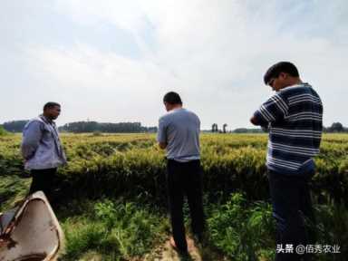 实在不想打工了，想回农村创业，选了4个好门路，请大家支招