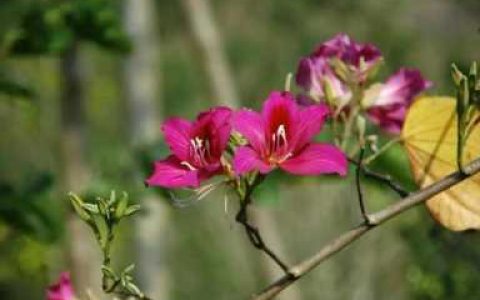澳门的市花是什么(澳门市市花是什么)