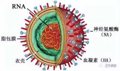 辽宁省最新疫情通报，辽宁省新冠肺炎疫情最新消息