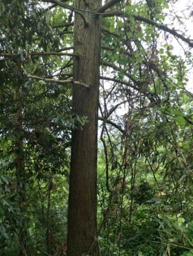 阿弥陀佛传奇故事全集，阿弥岭名字的由来