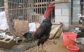 斗鸡养殖技术(斗鸡养殖技术和训练方法)