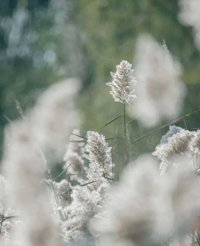 秋分图片大全大图风景图片高清插图11 秋分图片大全大图风景图片高清