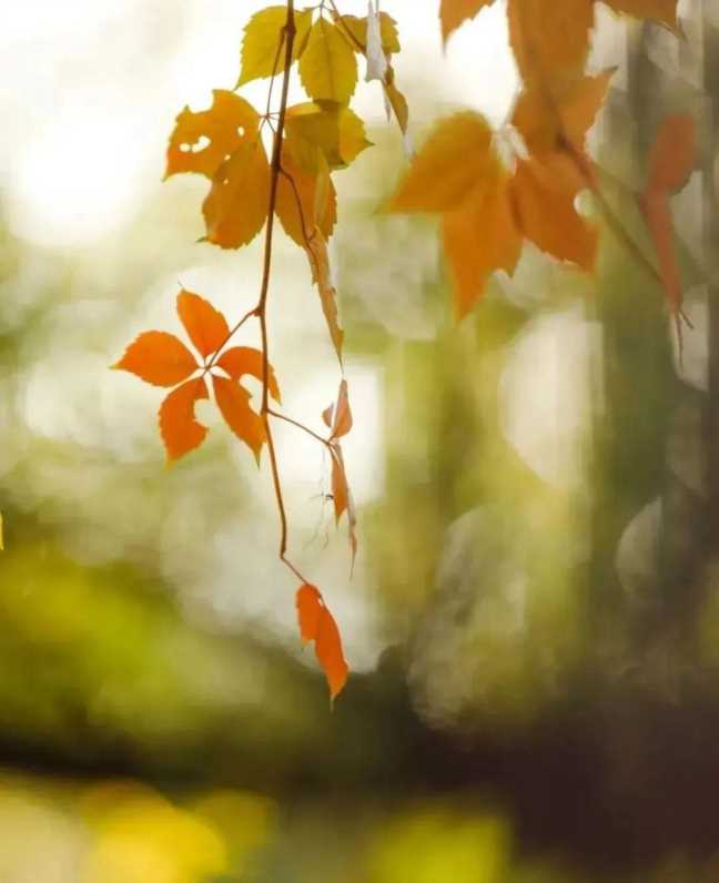 秋分图片大全大图风景图片高清插图7 秋分图片大全大图风景图片高清