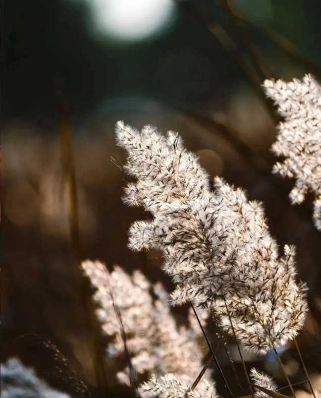 秋分图片大全大图风景图片高清插图5 秋分图片大全大图风景图片高清