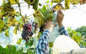 农村致富小投资项目，留住人才最有效的方法