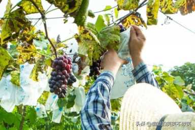 农村致富小投资项目,留住人才最有效的方法插图1 农村如何才能留住致富人才?做到这四点,应该不难。