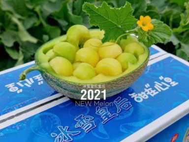 高原珍珠—冰雪皇后