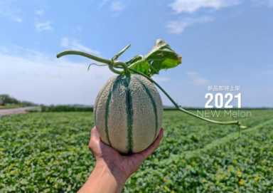 高原珍珠—冰雪皇后