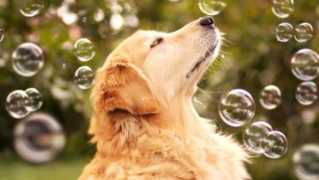 宠物店加盟店排行榜,选定宠物店加盟连锁品牌插图3 你不知道的那些宠物店加盟流程一览