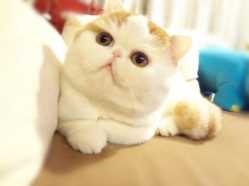 宠物店加盟店排行榜,选定宠物店加盟连锁品牌插图5 你不知道的那些宠物店加盟流程一览