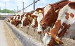 1万元养殖创业好项目养殖免业