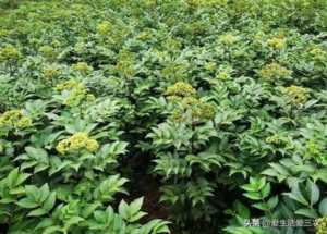 22个适合乡镇做的生意,农村的赚钱的项目有哪些插图7 农村有哪些闷声发大财的暴利生意?