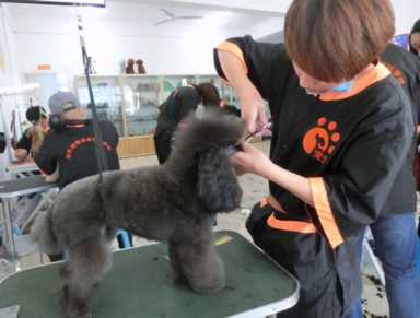 不同级别的宠物美容师培训要花多少钱