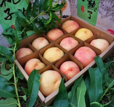 农村创业国家扶持项目有哪些,一亩田农产品行情插图13 创业扶持!一亩田启动中国乡村创业大王评选,帮你对接资源解难题