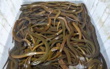 农村养殖业致富项目,特种养殖什么好养又赚钱插图7 现在农村搞养殖,养什么比较好?