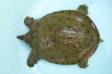 农村养殖业致富项目,特种养殖什么好养又赚钱插图3 现在农村搞养殖,养什么比较好?